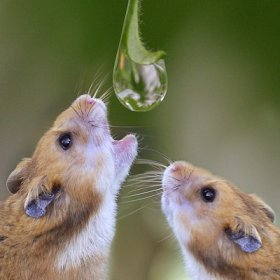 Ограничить потребление алкоголя поможет генетика?